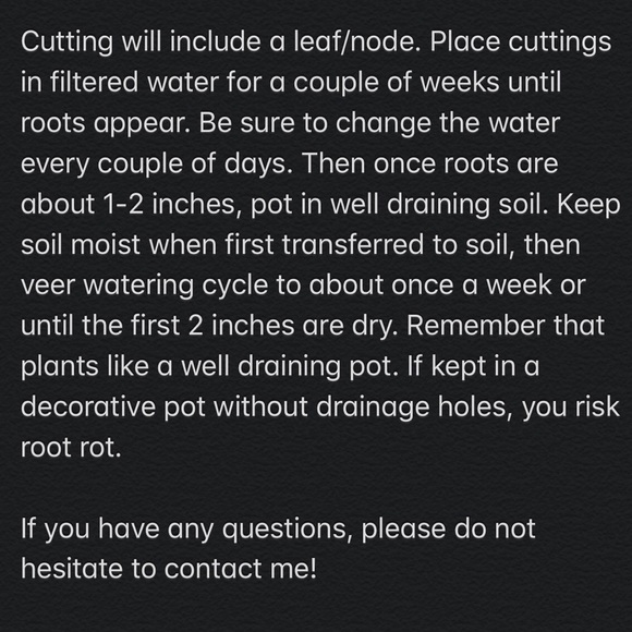 Maranta Prayer Plant Cutting - Picture 4 of 5